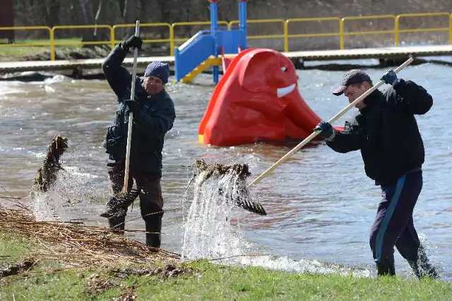 Pracownicy ośrodka sportu oczyszczają brzeg jeziora z trzciny.