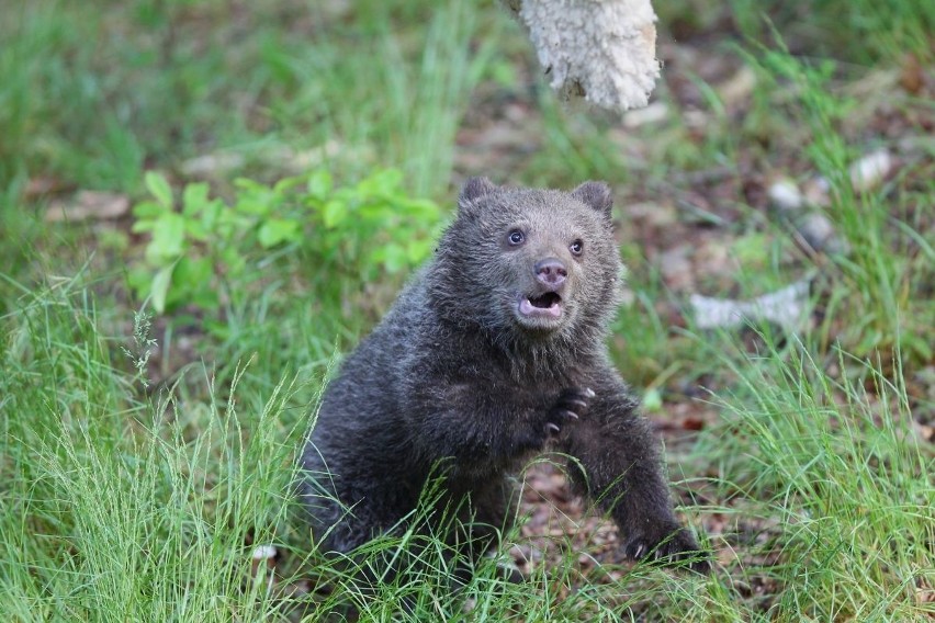 Zoo Poznań: Niedźwiedzica Cisna debiutuje na wybiegu