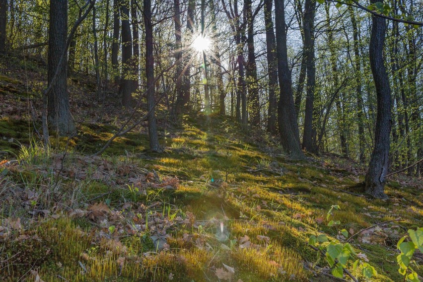 Las Winny w Dobranowicach stał się użytkiem ekologicznym na...