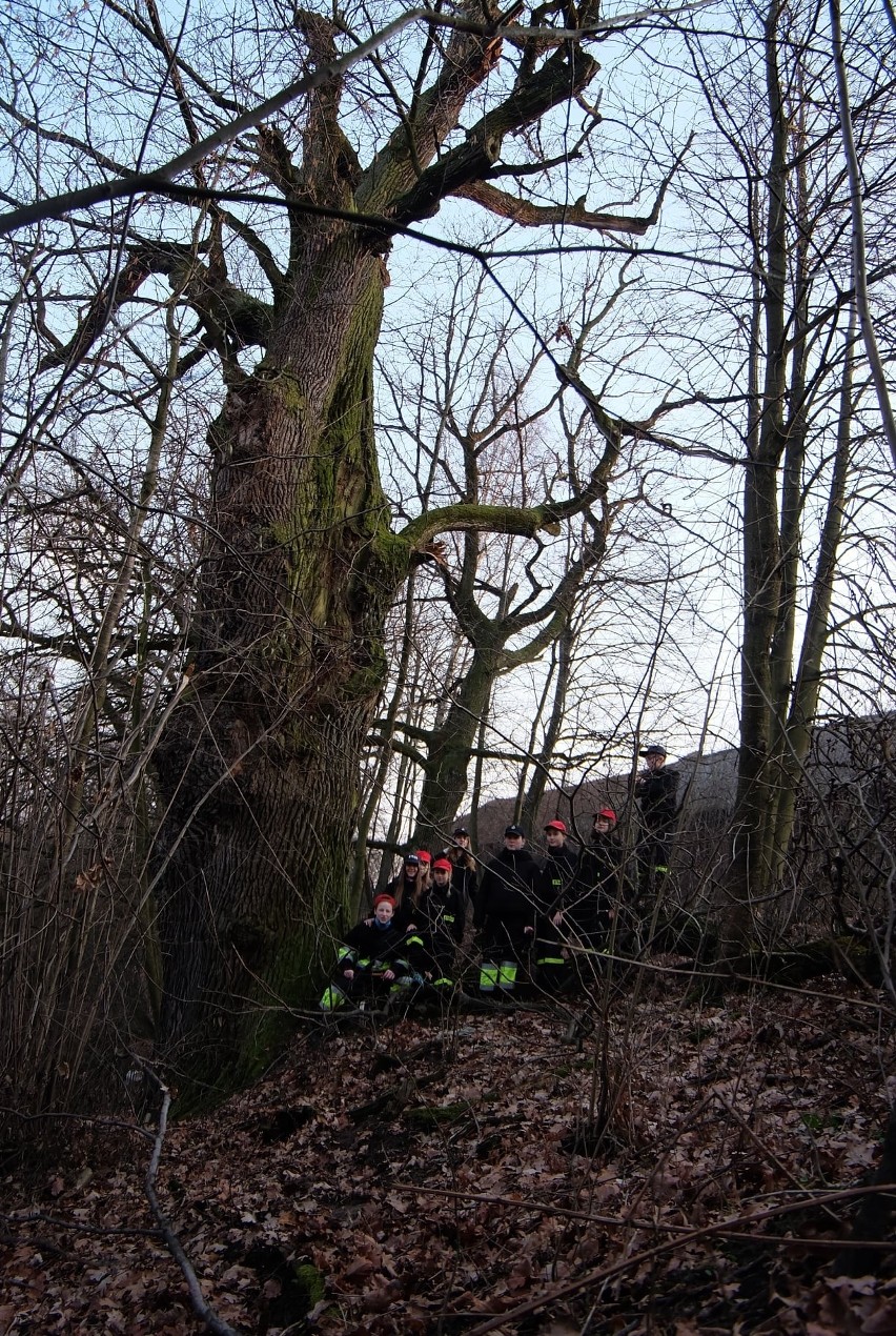 Dąb Johannes Maleus zgłosiła do konkursu Młodzieżowa Drużyna...