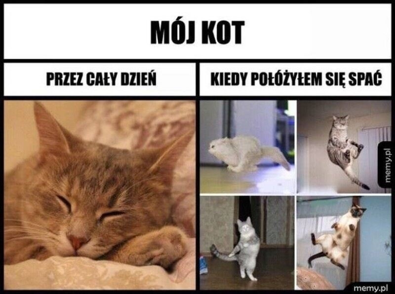 8 sierpnia - Międzynarodowy Dzień Kota. Oto najlepsze memy z kotami i o kotach. Są przezabawne!