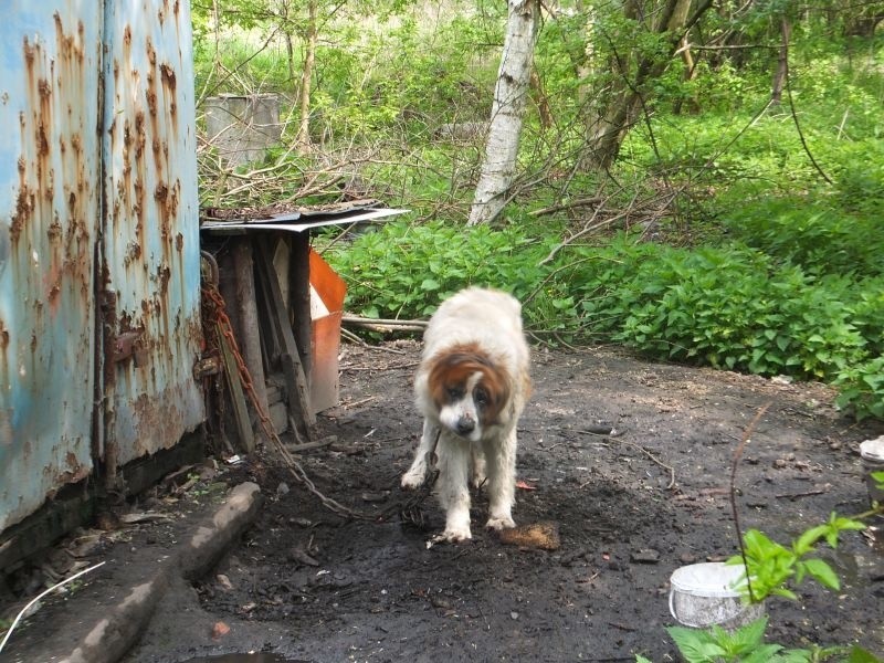 Katowice: Psy żyły w fatalnych warunkach. Były wygłodzone