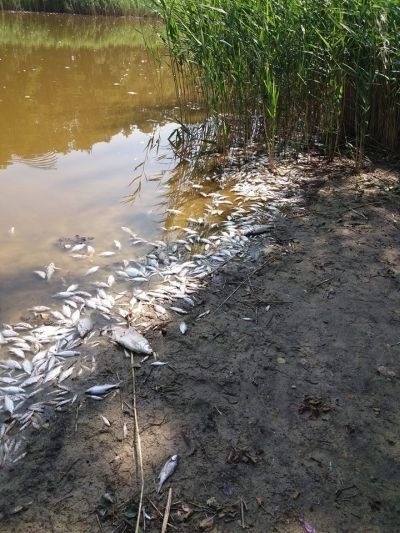 Jezioro Świesz umiera, giną ryby -  twierdzą wędkarze