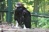 Zoo Poznań: Orzeł Grom na wolności. Odleciał z ogrodu zoologicznego [ZDJĘCIA]