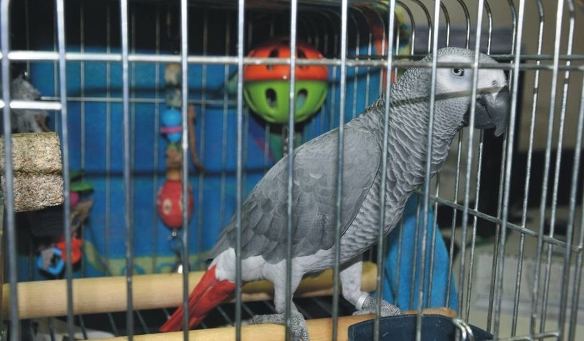 Strażnicy miejscy uratowali papugę