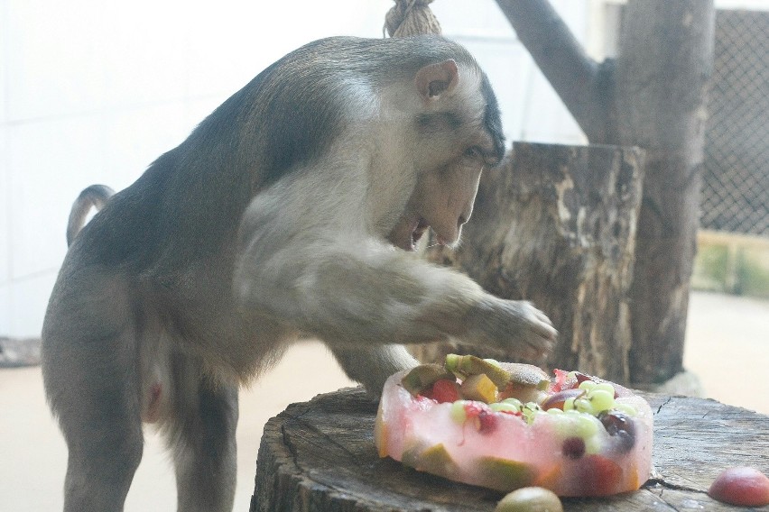 Zwierzęta w zoo karmione są dziś mrożonymi owocami i lodami [zdjęcia]