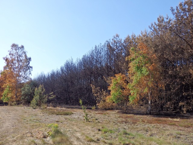 Tak wyglądają lasy po ostatnich pożarach w gminie Odrzywół - z dymem poszło wiele dorodnych drzewostanów.