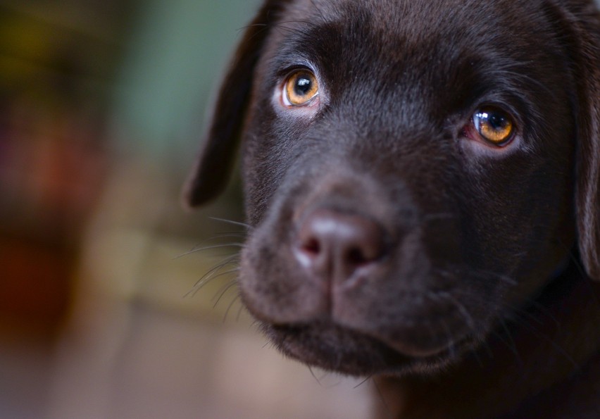 Labrador retriever - lojalny, inteligentny pies, wierny...