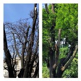 Kraków. Drzewo trup... ożyło. Takie cuda na Plantach Krakowskich
