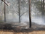 Pożar lasu w Toruniu - nie wypalajcie traw apelują strażacy [zdjęcia]
