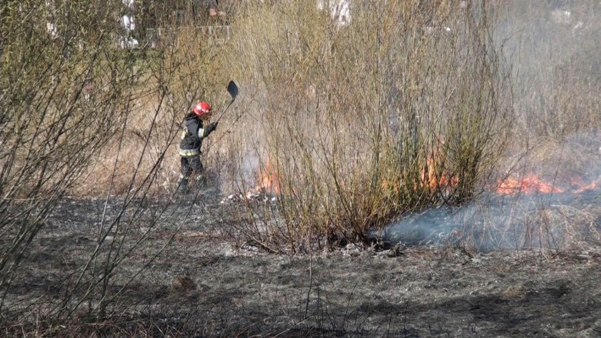 Wielkie pożary traw w Małopolsce, strażacy wyjeżdżali 500 razy [ZDJĘCIA]