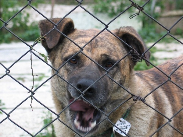 Na stronie internetowej możemy zobaczyć fotogalerię z psami oferowanymi do adopcji.