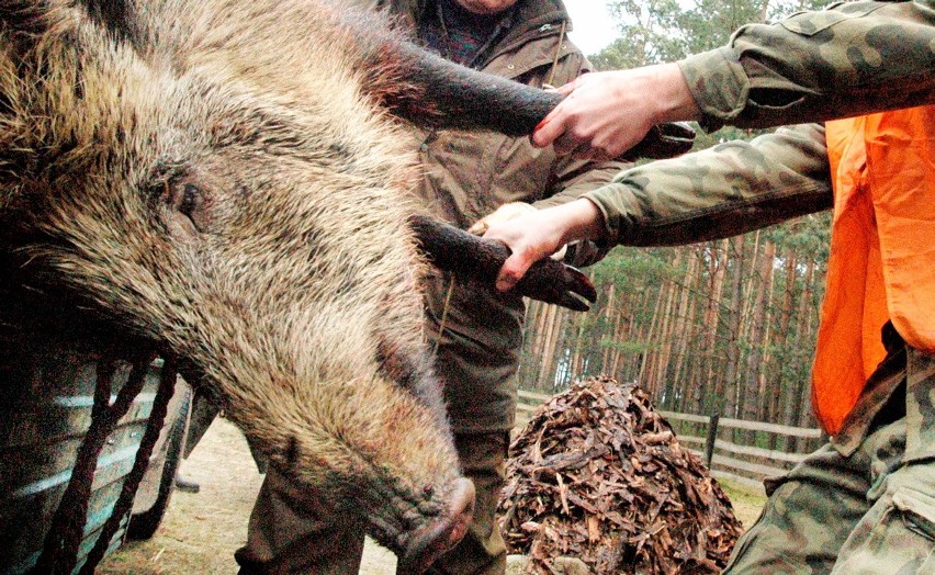 Od soboty, 12 stycznia, myśliwi w całej Polsce będą...