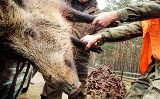 To będzie rzeź dzików. Od 10 stycznia do końca lutego na terenie Polski odstrzelonych zostanie ponad 200 tys. tych zwierząt [ZDJĘCIA]