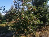 Sadownicy z powiatu sandomierskiego będą rozmawiać w Sandomierzu o trudnej sytuacji na rynku zbytu jabłek. Można przyjść    