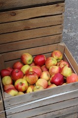 Mysłowice: Rozdawali jabłka w Parku Słupna [ZDJĘCIA]