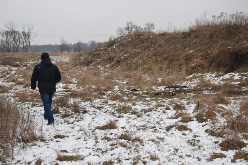 Stargard. Ktoś zabił dziki, a szczątki wyrzucił przy lasku [DRASTYCZNE ZDJĘCIA] 