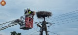 Bocian wypadł z gniazda i wisiał na słupie energetycznym. Pomogli mu strażacy