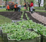 Tysiące kwiatów i roślin "zazieleni" Nową Sól