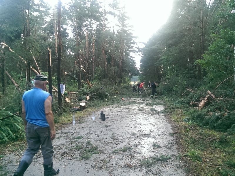 Na drodze Łosienek-Jeżynów, gmina Piekoszów