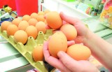 Jajka z salmonellą trafiły z Polski do Belgii i Francji. Zrezygnuj z kogla-mogla!
