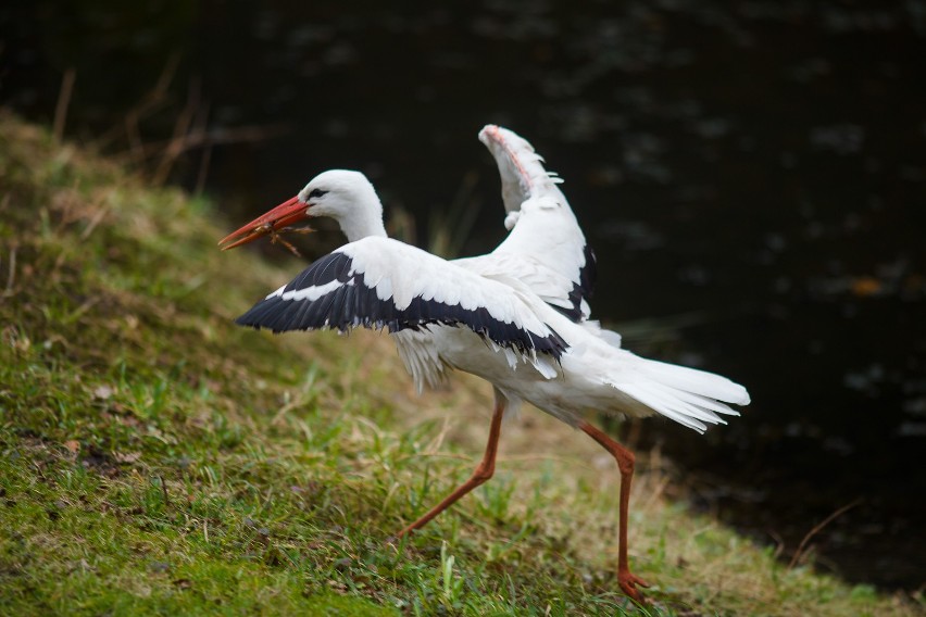 Wiosna w białostockim Akcencie ZOO.