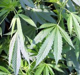 CBŚ zlikwidowało plantację marihuany. Przechwycono 1100 krzaków konopii i 6 kilo amfetaminy