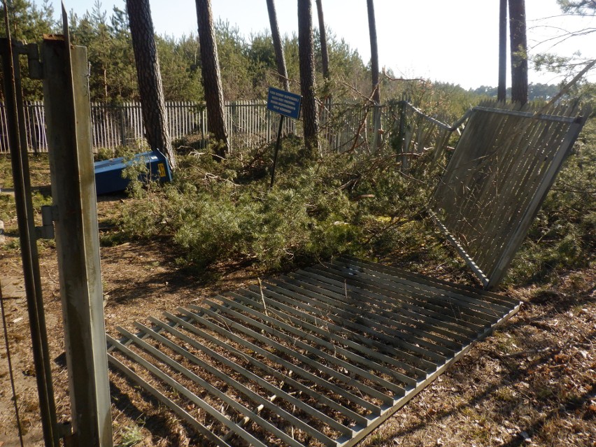 Obraz zniszczenia w bydgoskim Lesie Gdańskim. Drzewa upadły na ujęcie wody