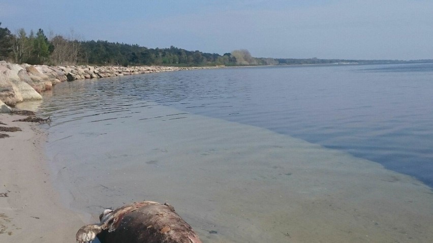 Martwa foka na plaży w Kuźnicy. Zatoka Pucka wyrzuciła na...