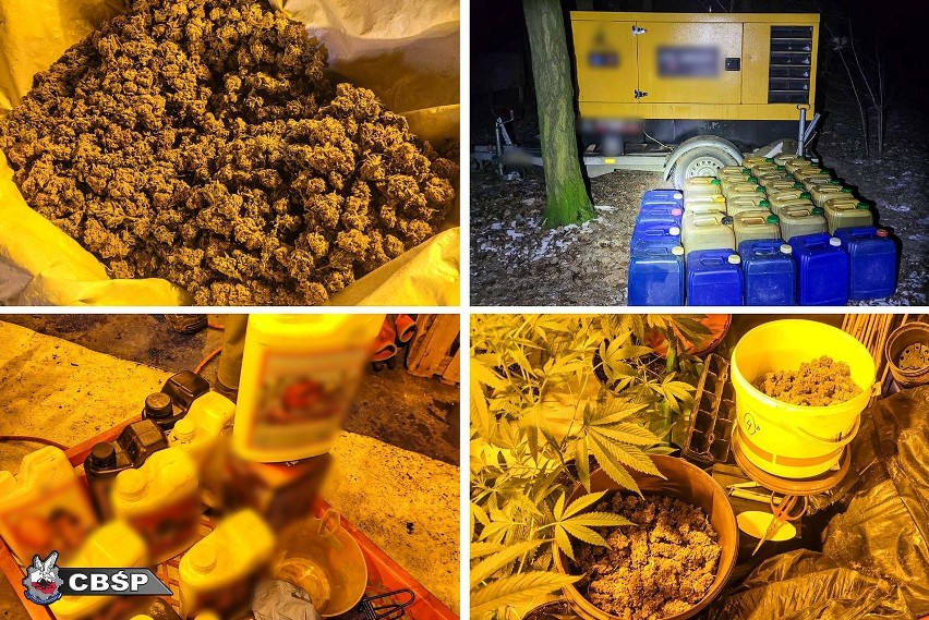 Gigantyczna plantacja marihuany pod Brzezinami. 424 krzaki konopi, 54 sadzonki i kilogramy narkotyków... ZDJĘCIA