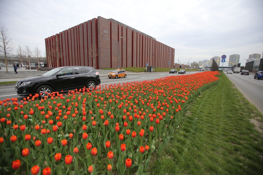 Piękne czerwone tulipany witają kierowców wjeżdżających do...