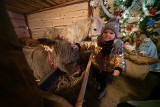 Żeleźnikowa Wielka. Już po raz 16. Jan Cieślik przygotował  w swoim gospodarstwie żywą szopkę