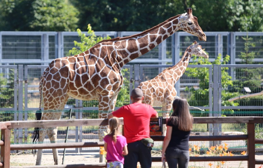 Śląski Ogród Zoologiczny latem jest czynny dłużej. Zobaczcie mieszkańców chorzowskiego zoo GODZINY OTWARCIA