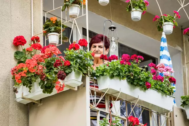 Znajdujący się na Wyżynach w Bydgoszczy balkon pani Marii przyciąga oko soczystymi kolorami pelargonii i begonii.