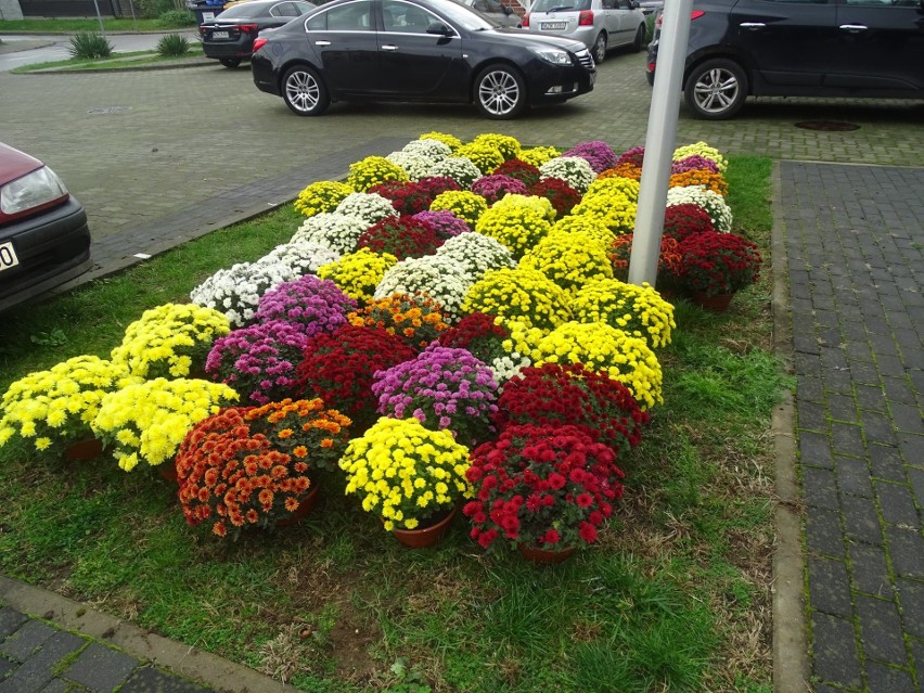 Urząd Miejski w Zwoleniu zakupił kwiaty od lokalnych...