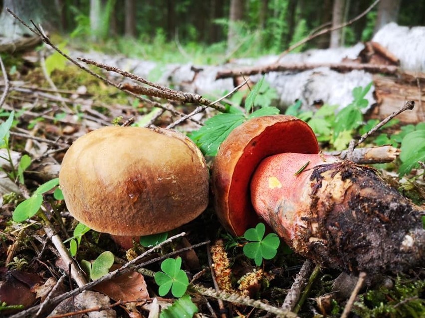W świętokrzyskich lasach pojawiły się grzyby. Gdzie ich teraz szukać? Zobacz zdjęcia 