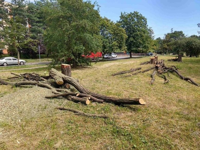 Trwa budowa tramwaju na Górkę Narodową, wycinane są drzewa