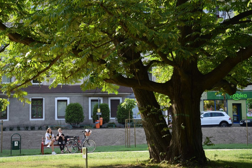 Park Dzierżona w Kluczborku