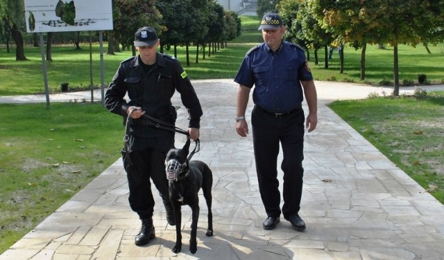 Ares i jego przewodnik patrolują ulice Szydłowca.