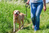 Lasy Państwowe przypominają: idziesz z psem do lasu? Pamiętaj o tych zasadach! Możesz dostać wysoki mandat!