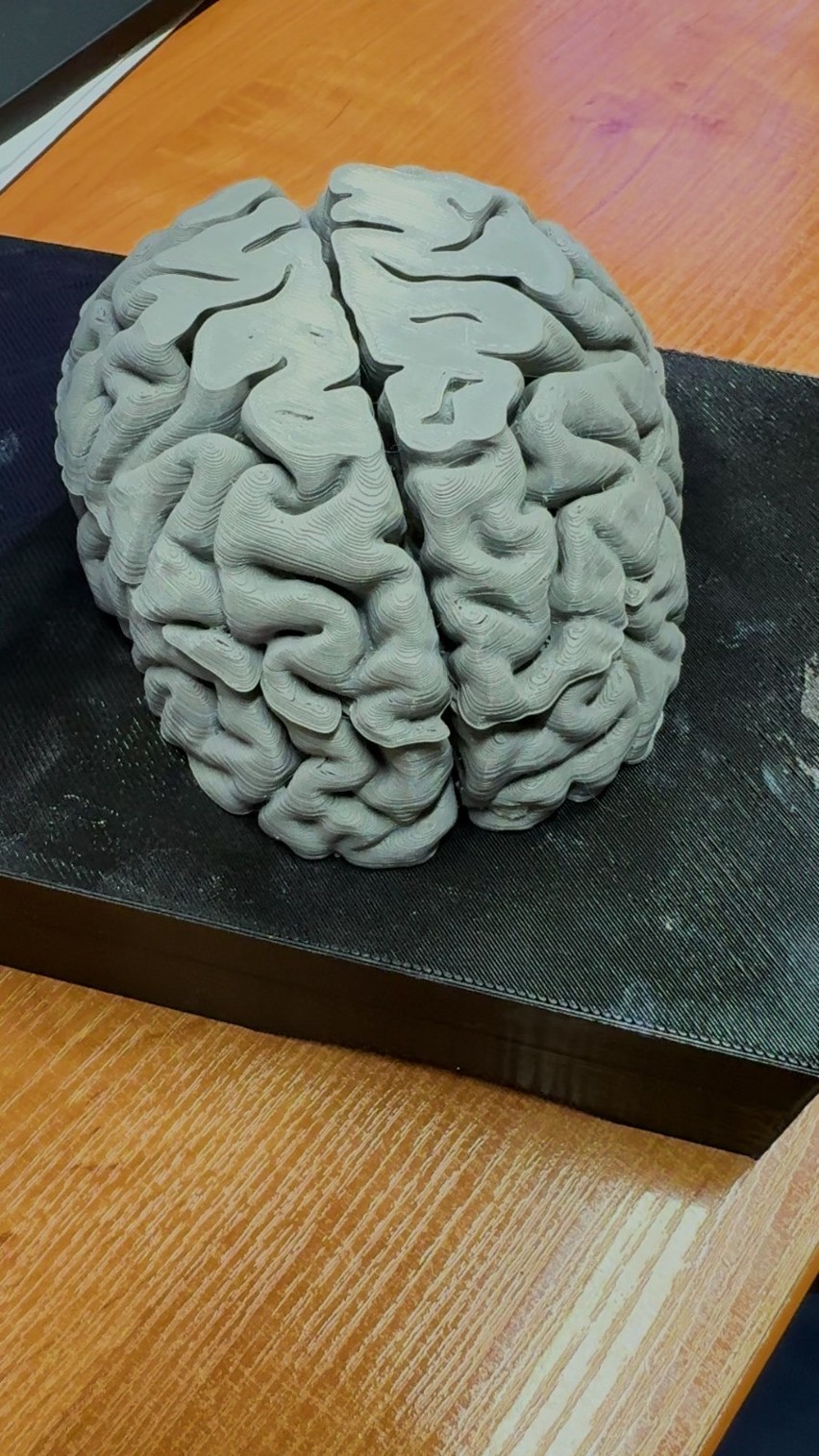 Mózg, serce i płuca. Studenci KUL uczą się na modelach narządów wydrukowanych w technice 3D