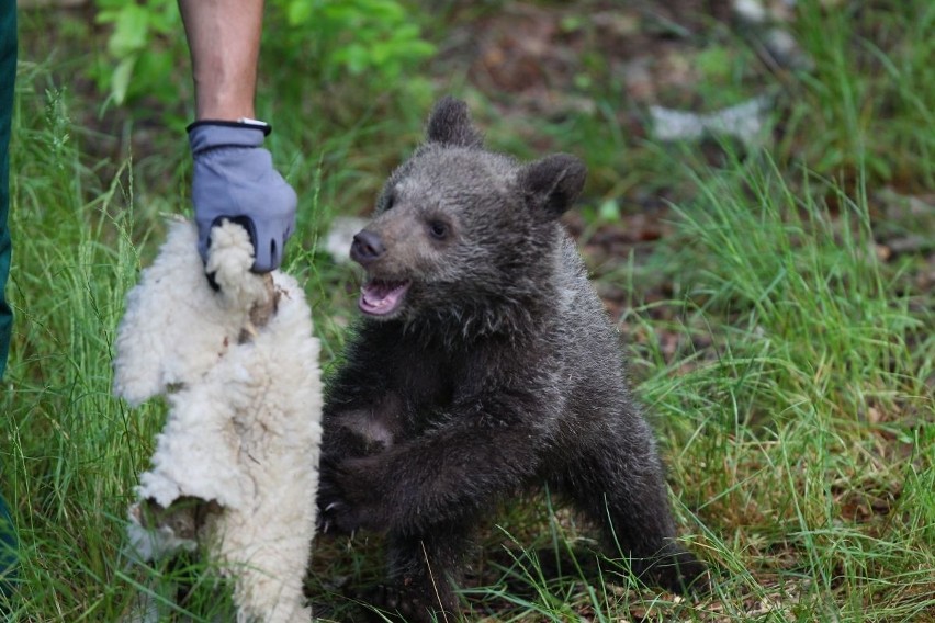 Zoo Poznań: Niedźwiedzica Cisna debiutuje na wybiegu