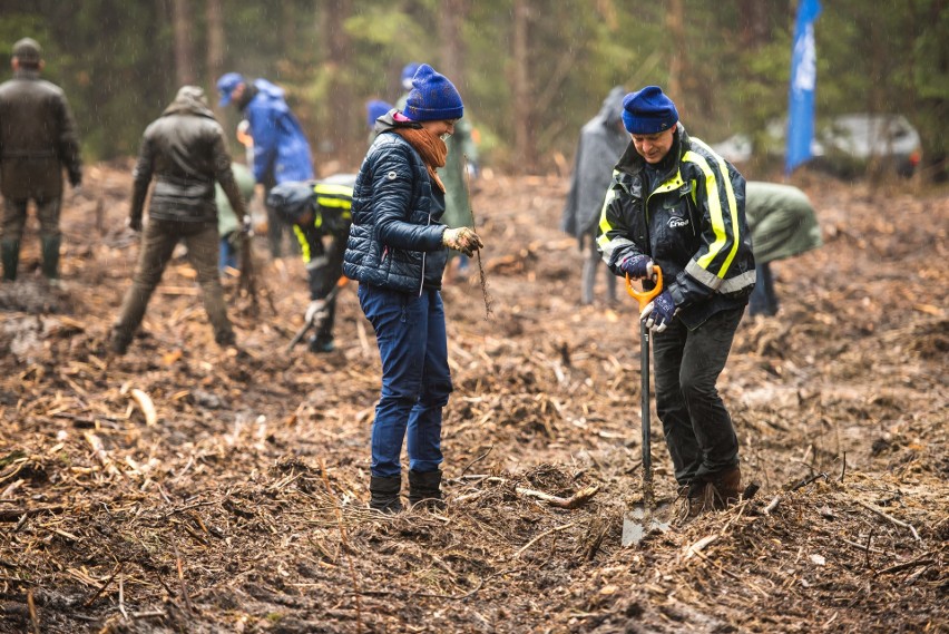 W gminie Rytwiany posadzili 8 tysięcy sadzonek dębów. To akcja Elektrowni Połaniec i Nadleśnictwa Staszów (ZDJĘCIA)