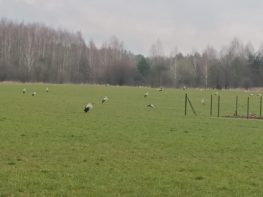 Bociany wróciły na Podlasie na dobre! Zobacz zdjęcia czytelnika