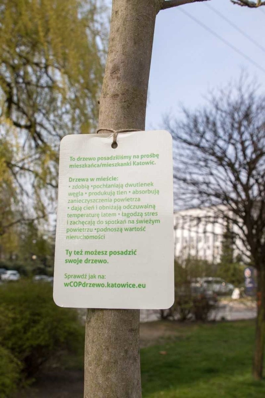 Katowice: posadzą ponad 300 nowych drzew z aplikacji „wCOP...