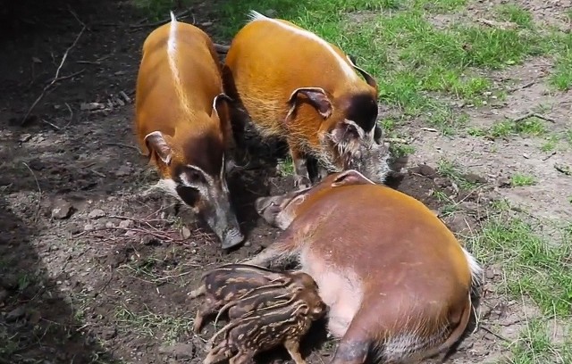 W chorzowskim zoo urodziły się cztery świnie rzeczne. Zobacz kolejne zdjęcia. Przesuwaj zdjęcia w prawo - naciśnij strzałkę lub przycisk NASTĘPNE