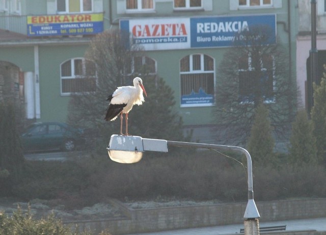Bocian usadowił się na latarni przy ulicy Małogroblowej w Grudziądzu, naprzeciwko redakcji Gazety Pomorskiej