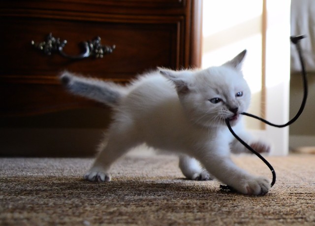 Zabawa kablem podłączonym do prądu może skończyć się tragedią kota i opiekunów