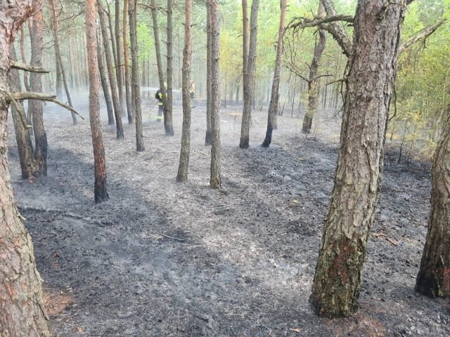 We wtorek (22 czerwca) około godziny 13 leśniczy zauważył pożar poszycia leśnego w lesie Wola Zbrożkowa (Przydatki). O tym fakcie natychmiast poinformował funkcjonariuszy Straży Pożarnej. W akcji brało udział sześć zastępów straży pożarnej. Spłonęło około 1200 m2 poszycia leśnego.