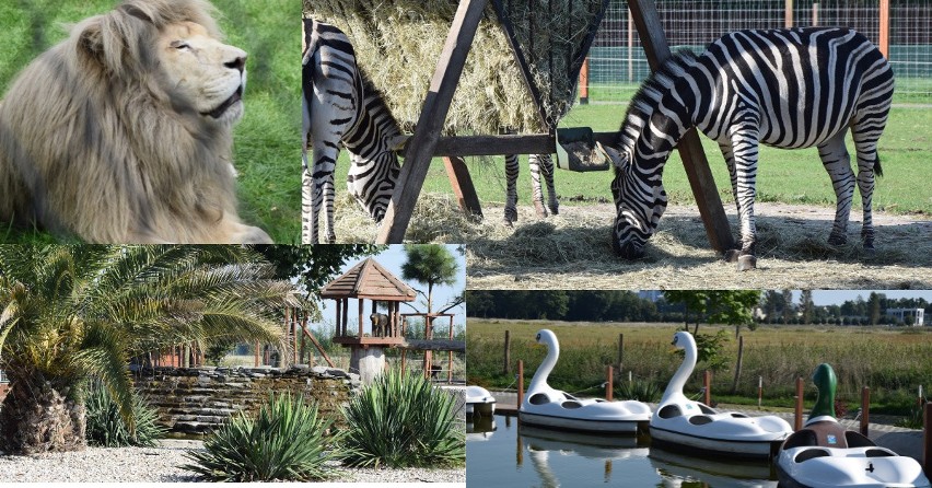 Przed nami piękny weekend. Warto wybrać się do ZOO Safari...